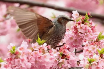 Brown-eared Bulbul Shinjuku Gyoen National Garden Thu, 3/10/2016