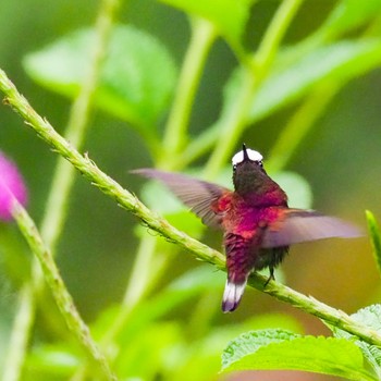 Snowcap コスタリカ Tue, 9/3/2019