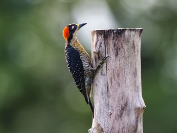 Hoffmann's Woodpecker コスタリカ Tue, 9/3/2019