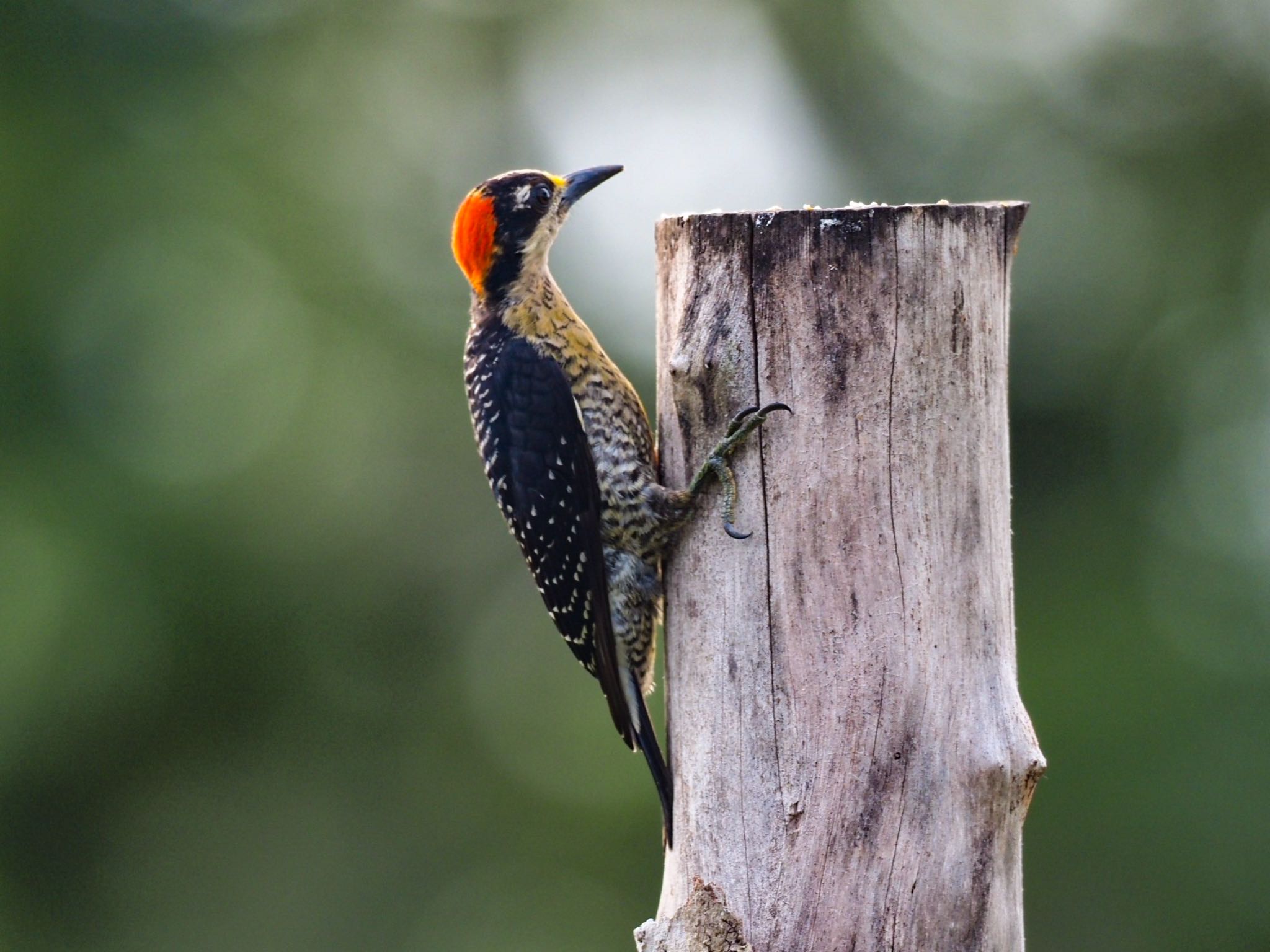 Photo of Hoffmann's Woodpecker at コスタリカ by okamooo