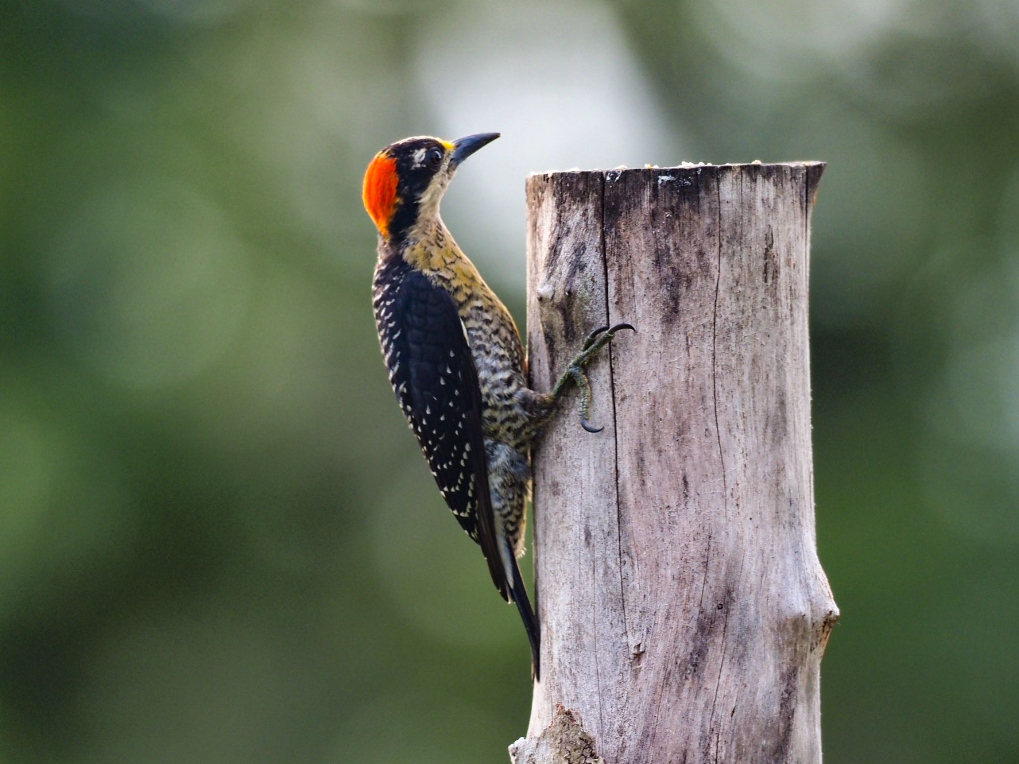 Hoffmann's Woodpecker