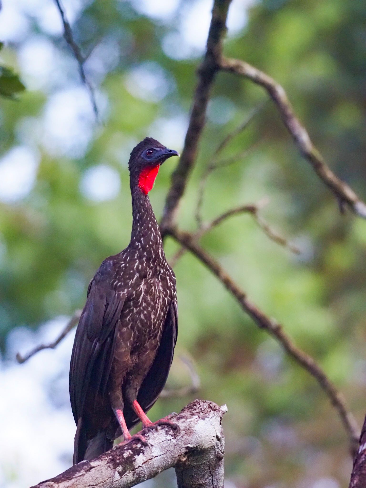 Crested Guan