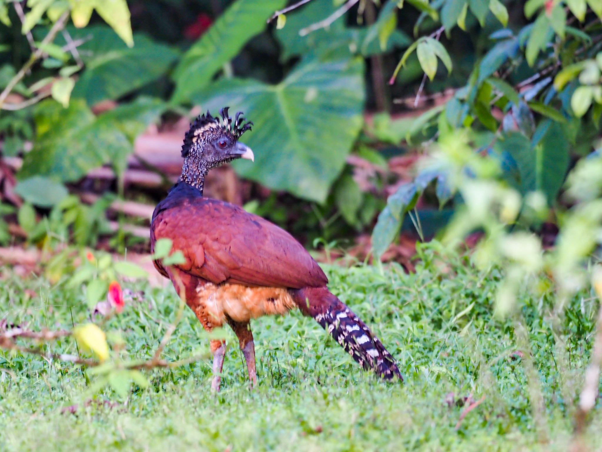 Great Curassow