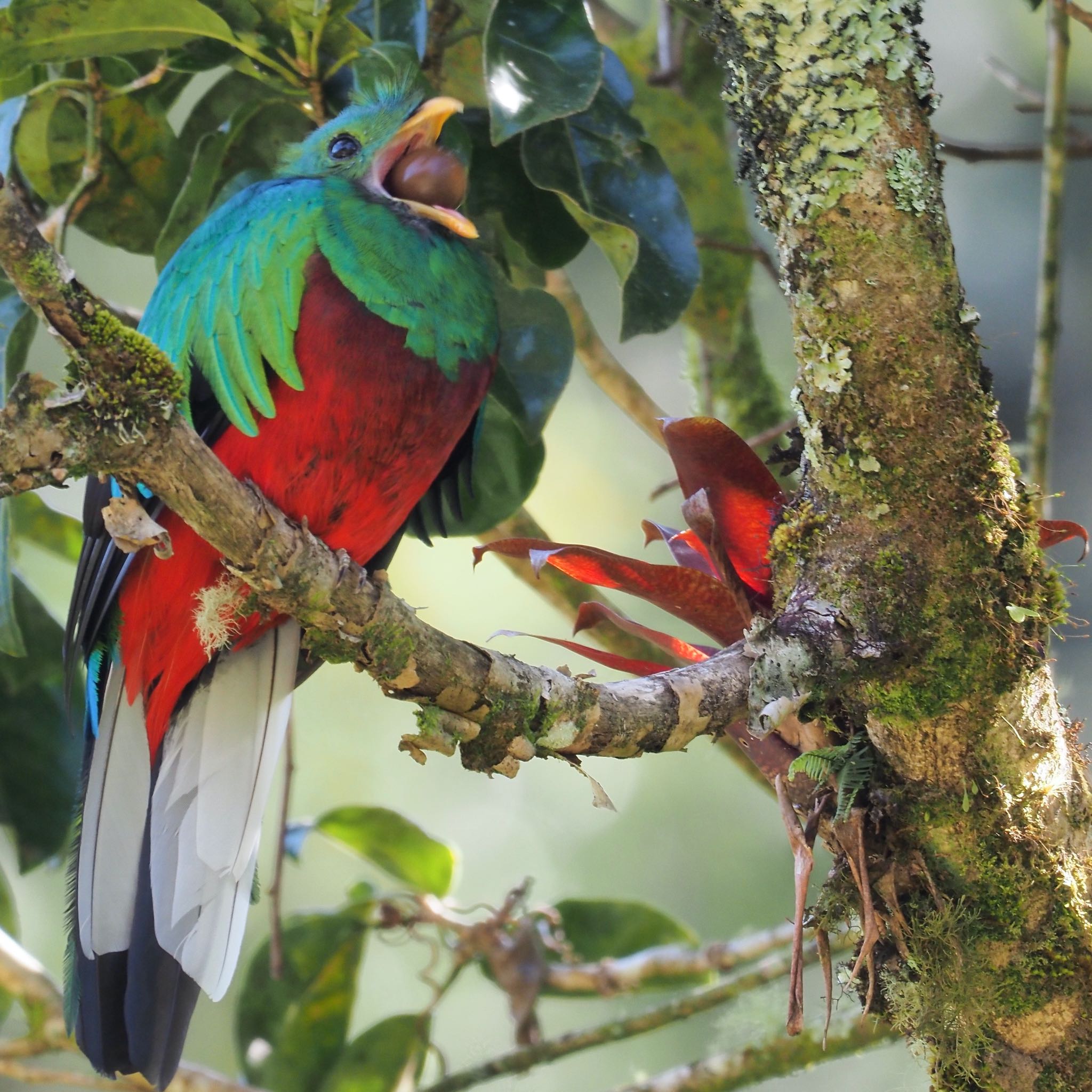 Resplendent Quetzal