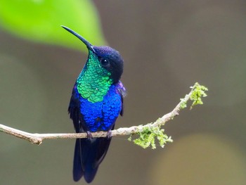 Crowned Woodnymph