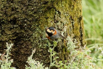 Varied Tit Shinjuku Gyoen National Garden Thu, 3/10/2016