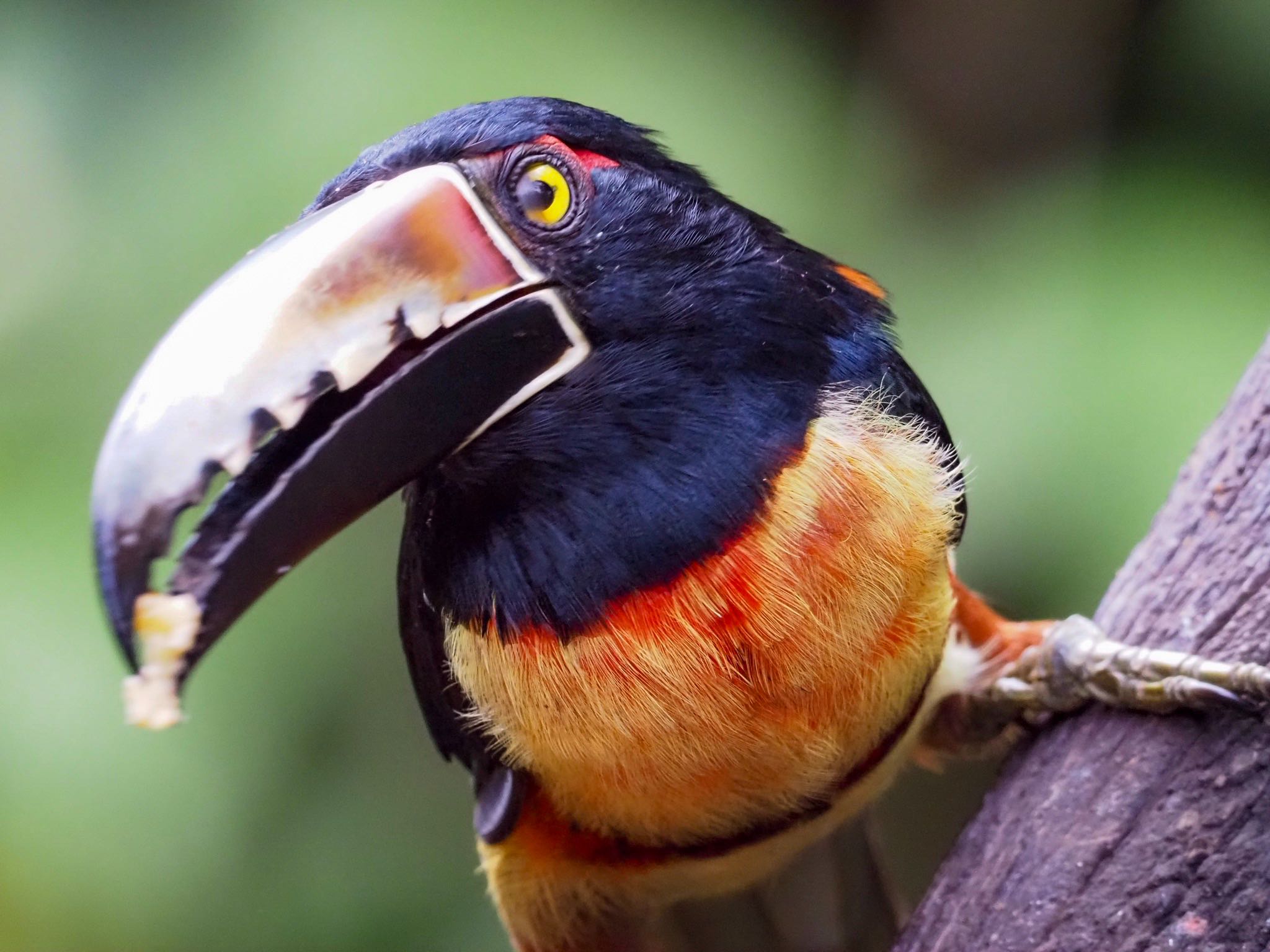 Photo of Collared Aracari at コスタリカ by okamooo