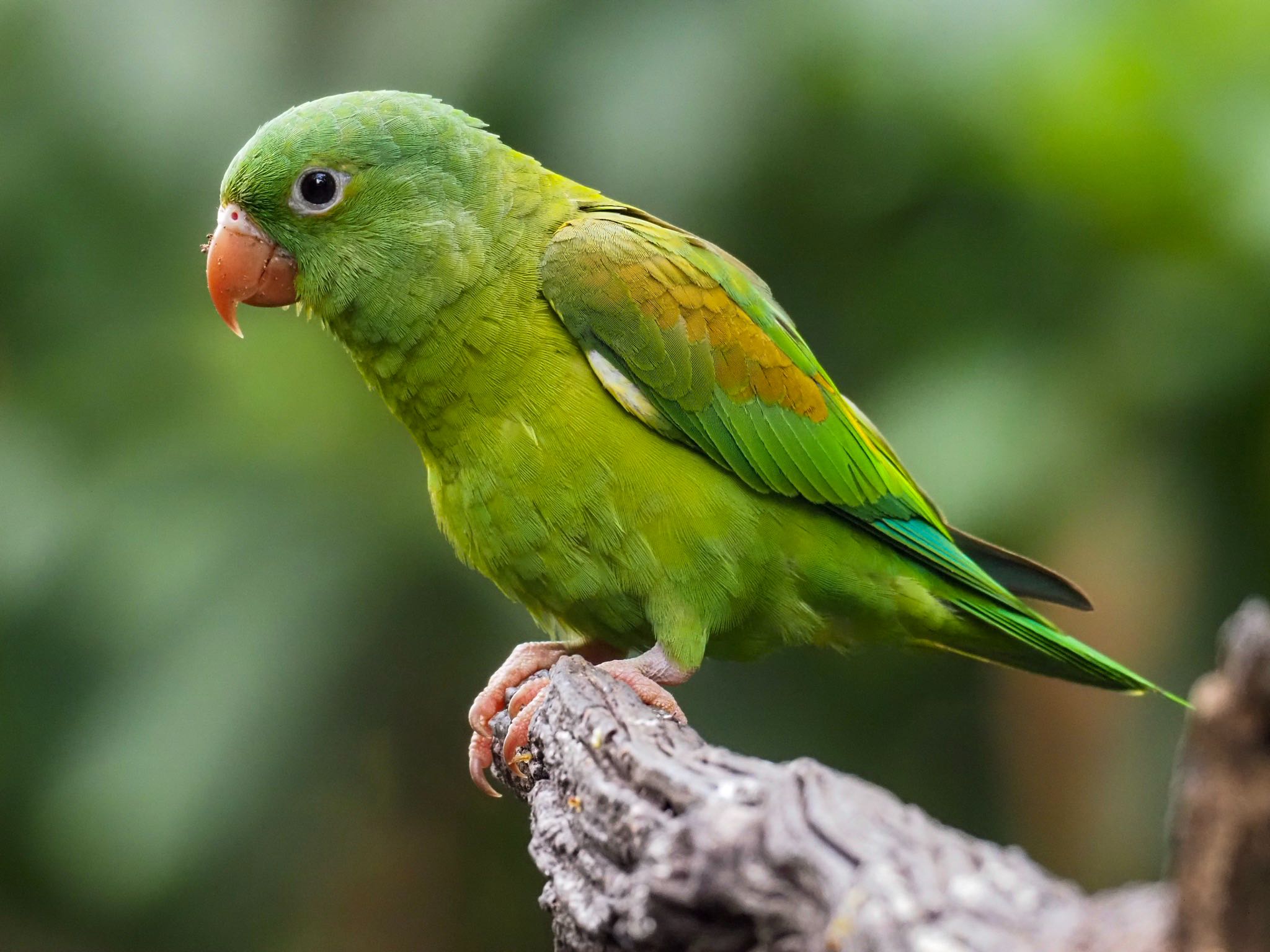 Photo of Orange-chinned Parakeet at コスタリカ by okamooo