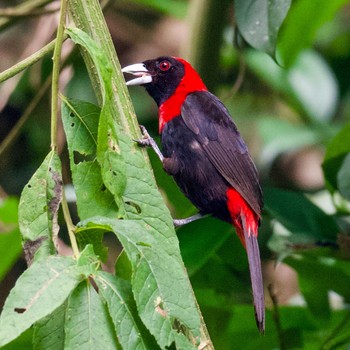 Crimson-collared Tanager