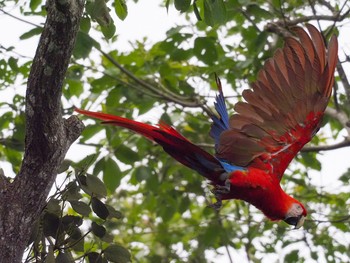 コンゴウインコ コスタリカ 2019年9月3日(火)