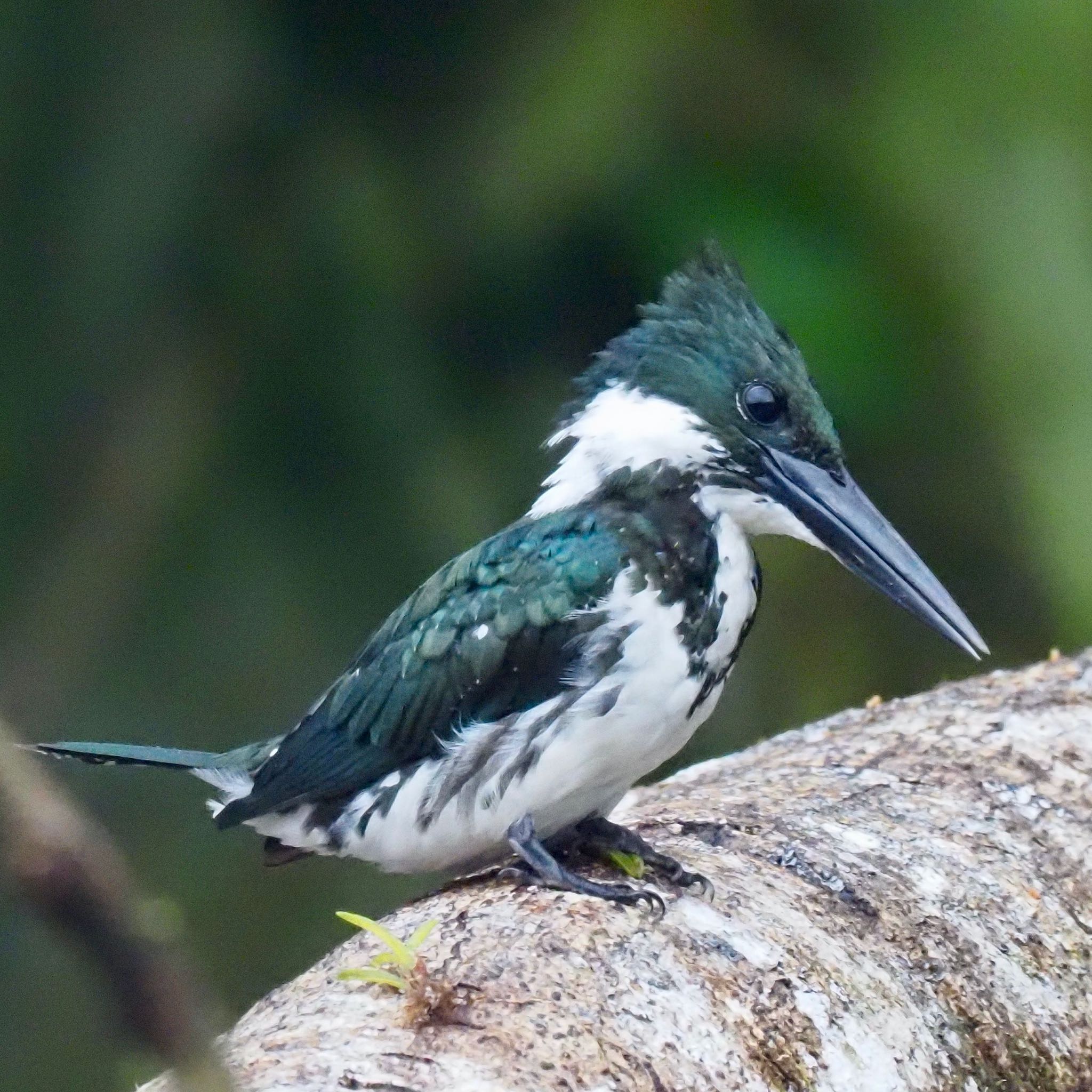 Amazon Kingfisher