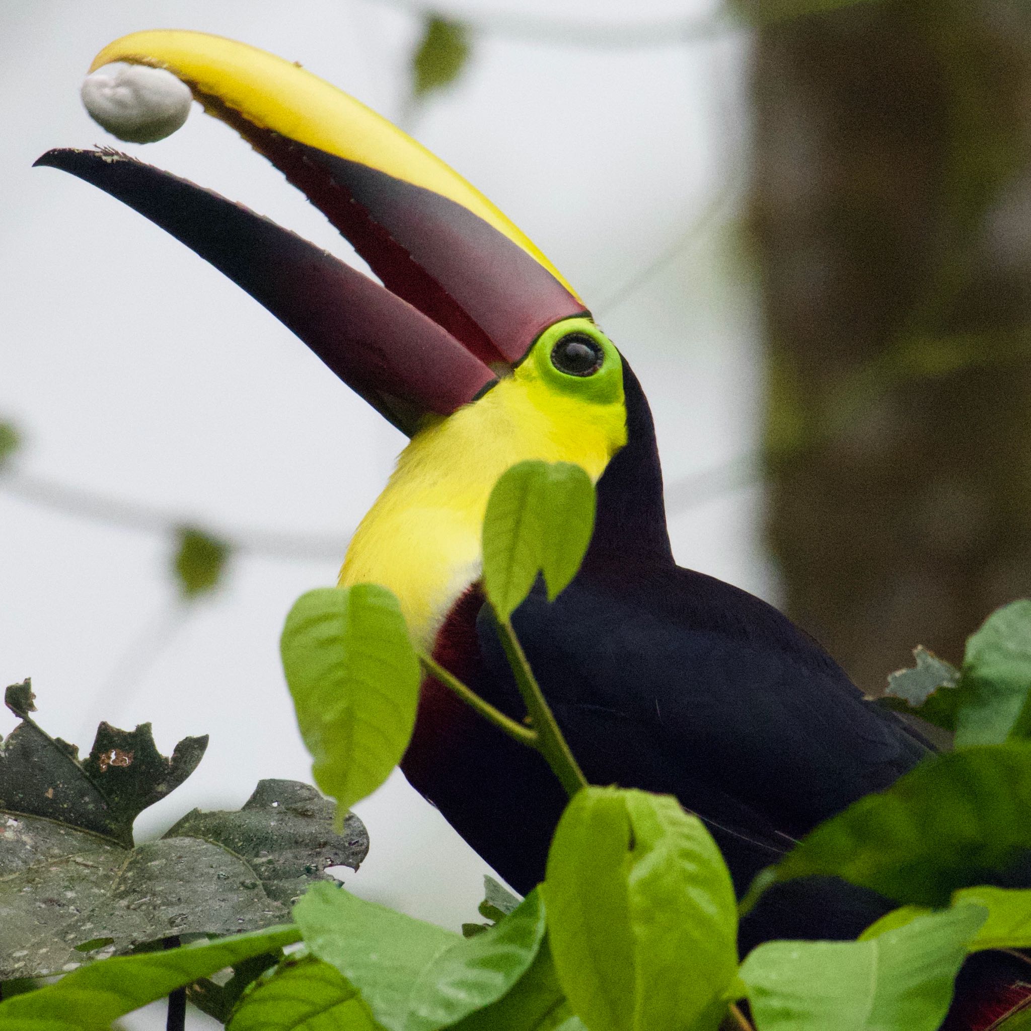 Yellow-throated Toucan