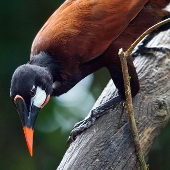 Montezuma Oropendola