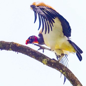 King Vulture コスタリカ Tue, 9/3/2019