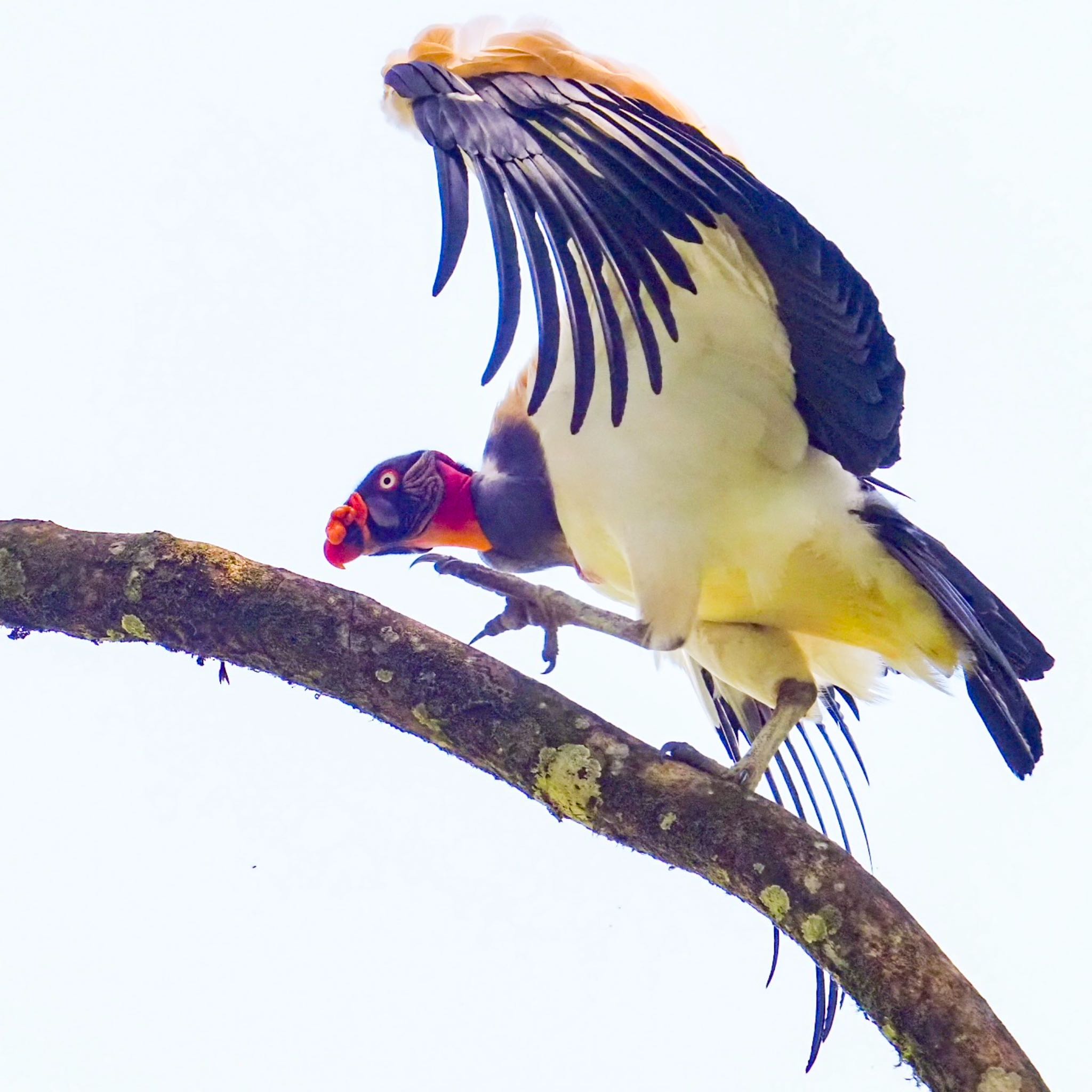 Photo of King Vulture at コスタリカ by okamooo