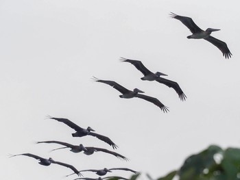 Brown Pelican コスタリカ Tue, 9/3/2019