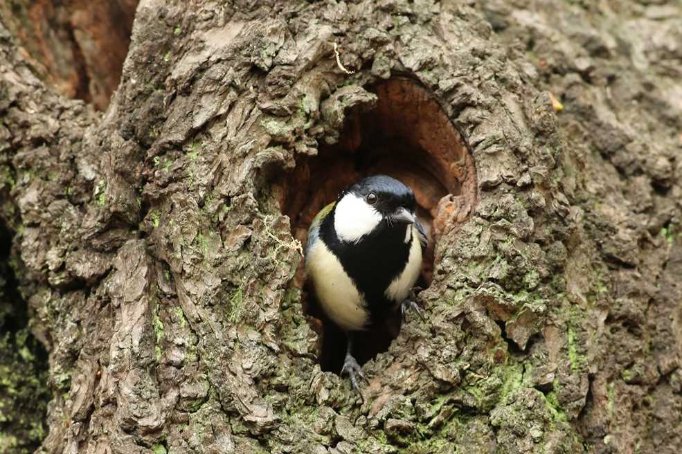 Photo of Japanese Tit at Shinjuku Gyoen National Garden by モカ