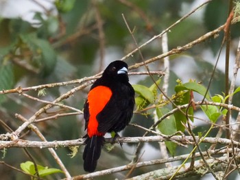 コシアカフウキンチョウ コスタリカ 2019年9月3日(火)