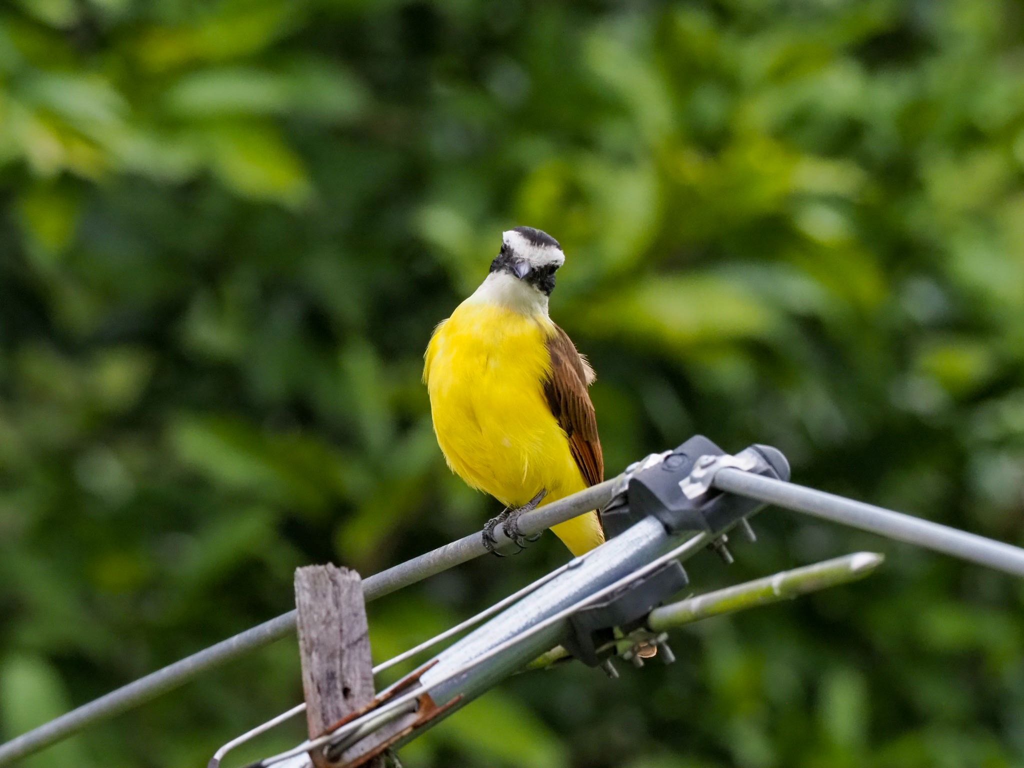 Photo of Great Kiskadee at  by okamooo