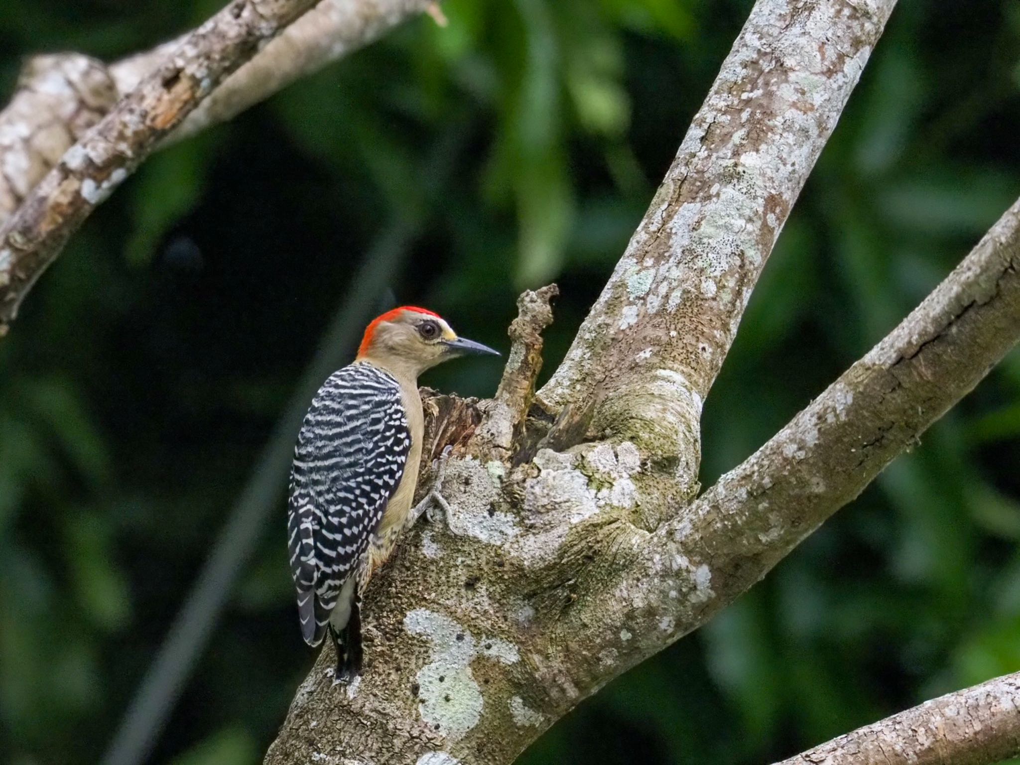 Photo of Hoffmann's Woodpecker at コスタリカ by okamooo