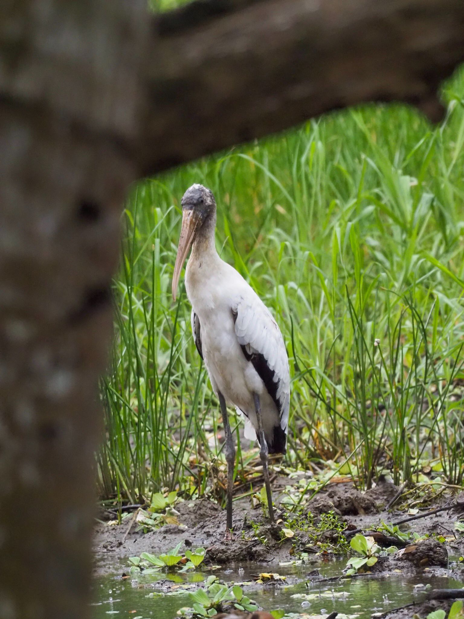 Photo of Wood Stork at コスタリカ by okamooo