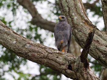 Grey-lined Hawk