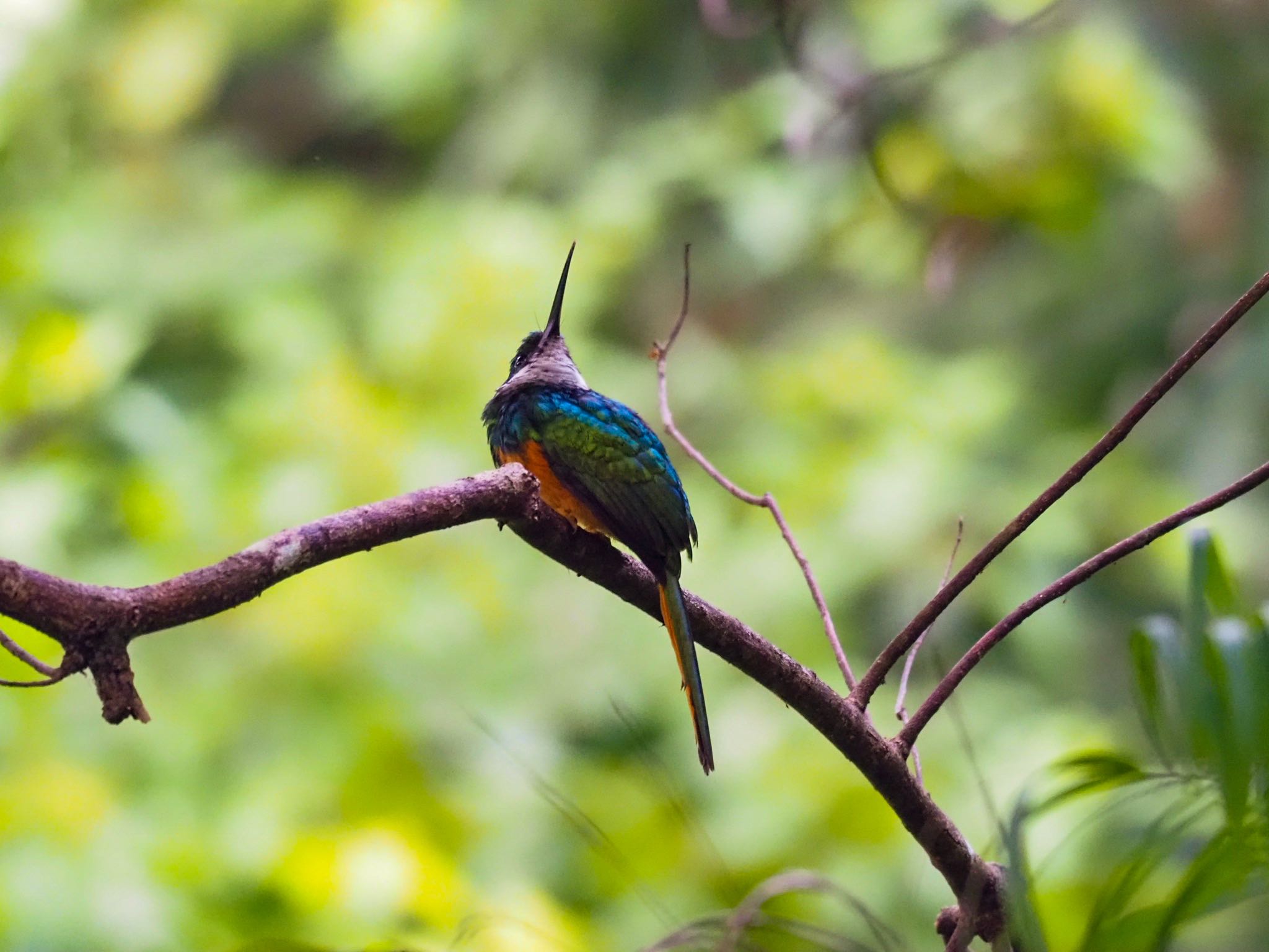 Photo of Rufous-tailed Jacamar at コスタリカ by okamooo