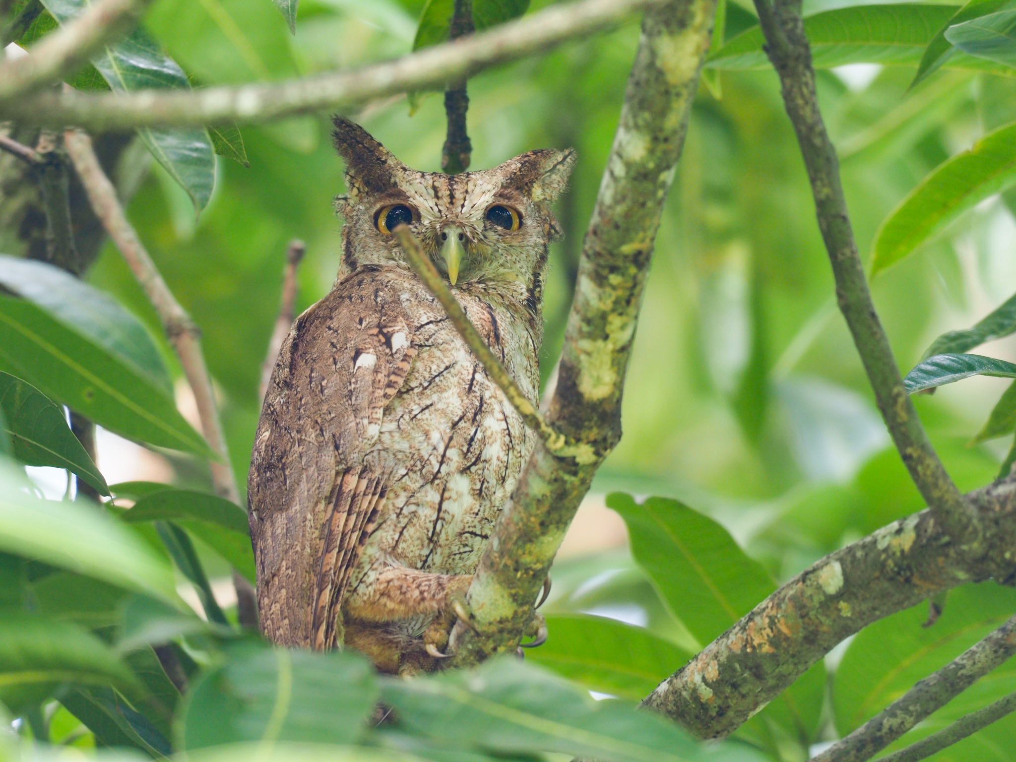 Pacific Screech Owl