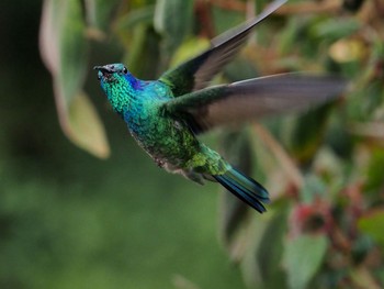 Mexican Violetear コスタリカ Tue, 9/3/2019