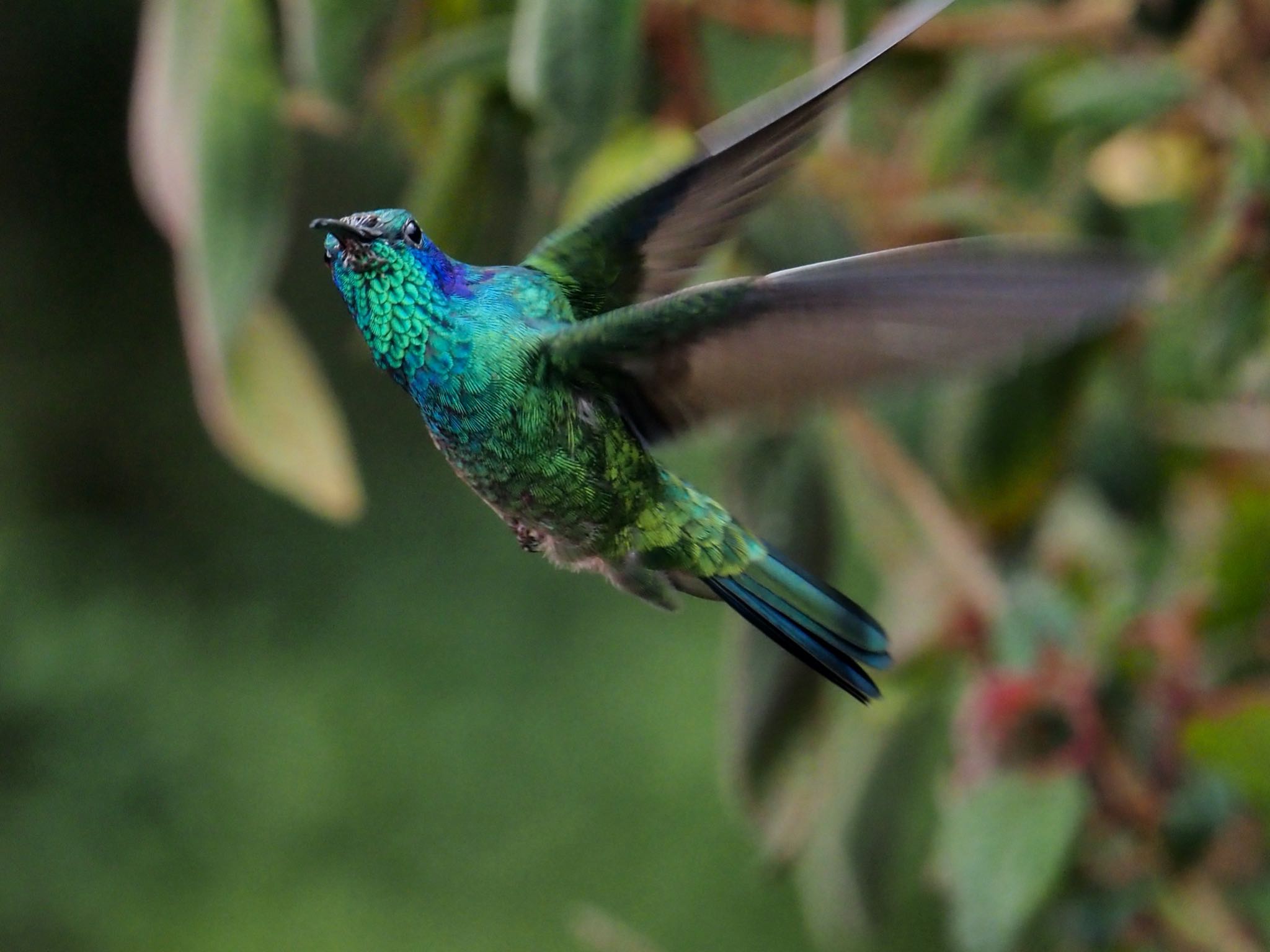 Photo of Mexican Violetear at コスタリカ by okamooo