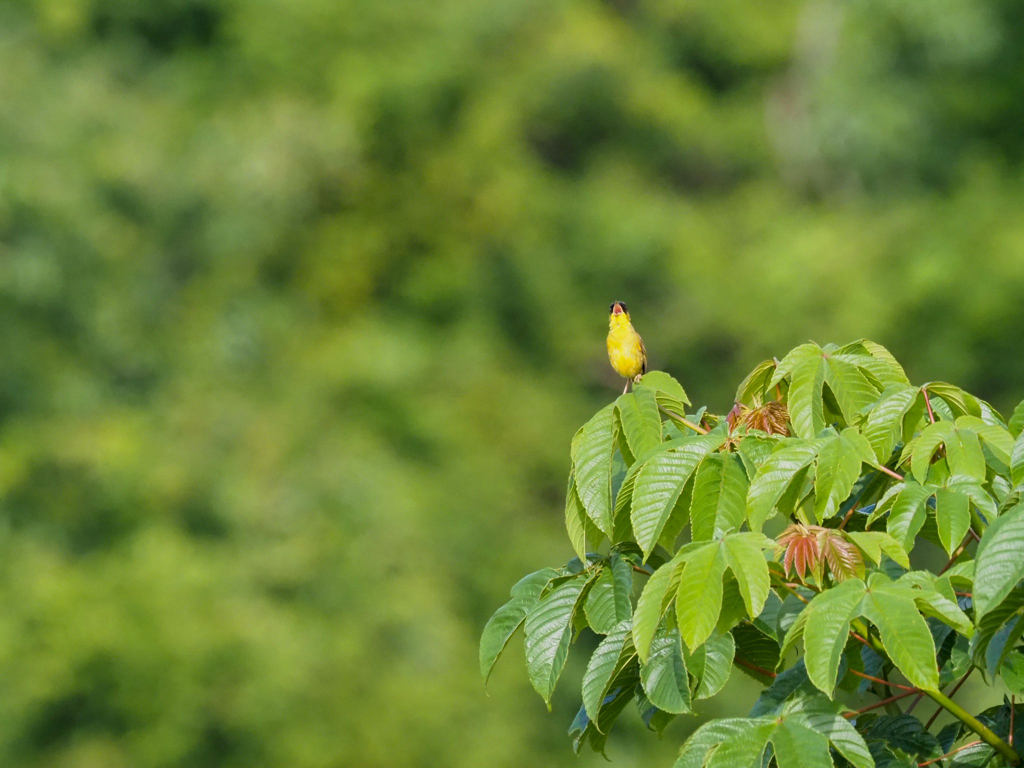 Grey-crowned Yellowthroat