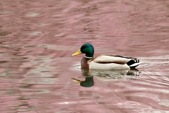 Mallard Shinjuku Gyoen National Garden Thu, 3/10/2016