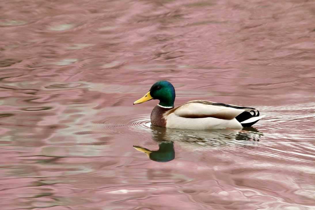 Photo of Mallard at Shinjuku Gyoen National Garden by モカ