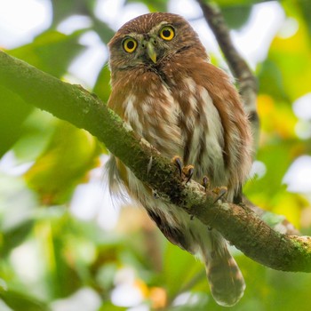 Ferruginous Pygmy Owl コスタリカ Tue, 9/3/2019