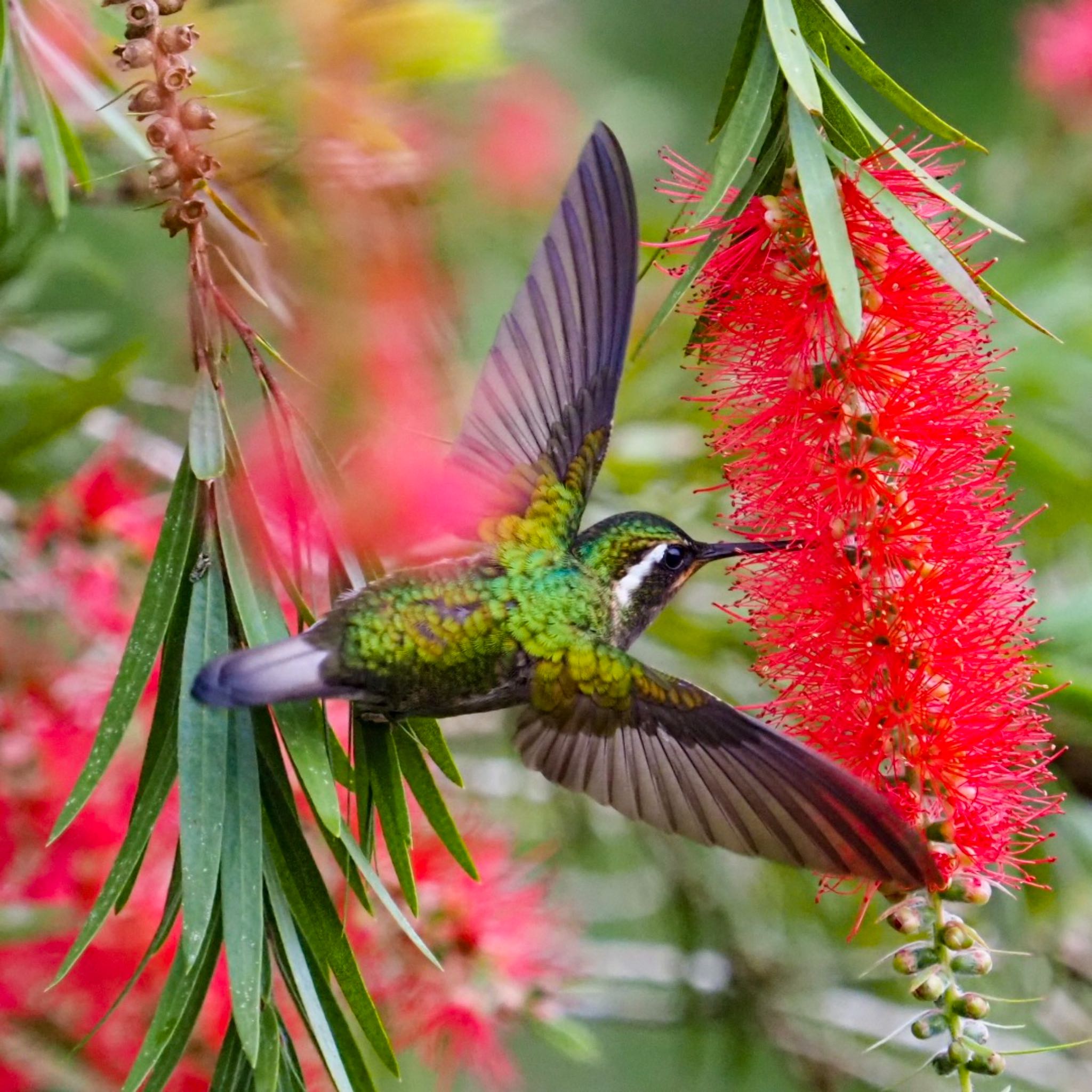 Photo of White-throated Mountaingem at  by okamooo