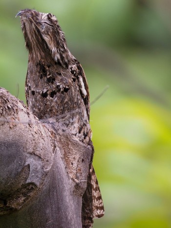 Common Potoo