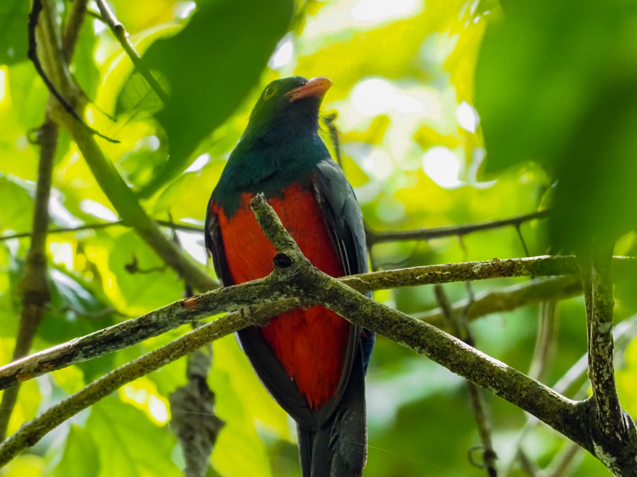 Slaty-tailed Trogon