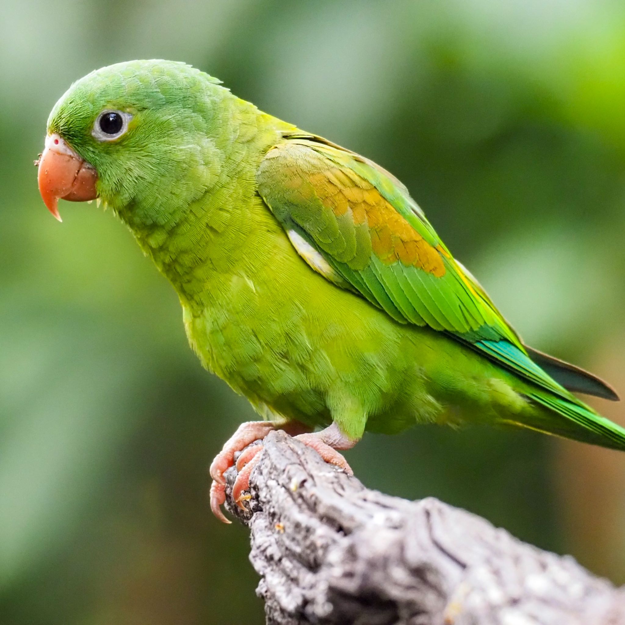 Photo of Orange-chinned Parakeet at コスタリカ by okamooo