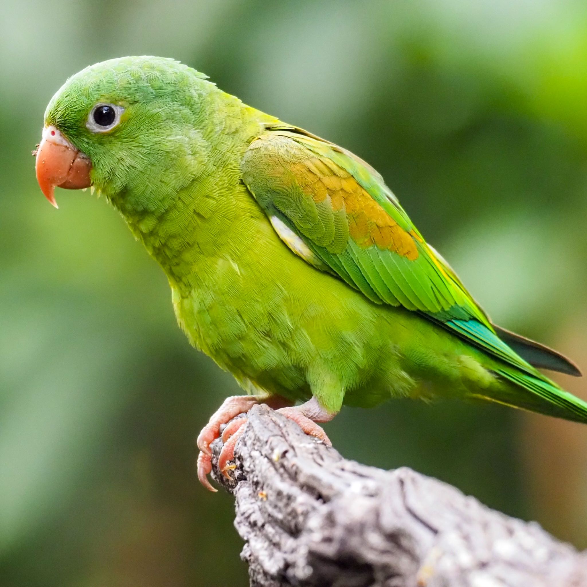 Orange-chinned Parakeet