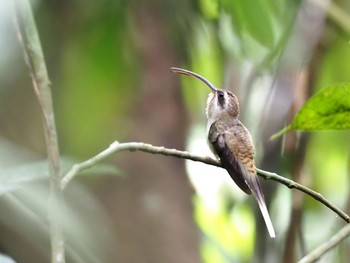 Great-billed Hermit