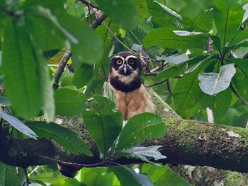 Spectacled Owl