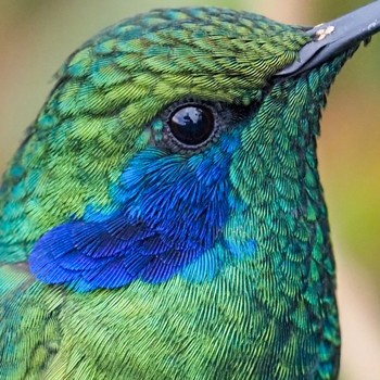 Mexican Violetear コスタリカ Tue, 9/3/2019