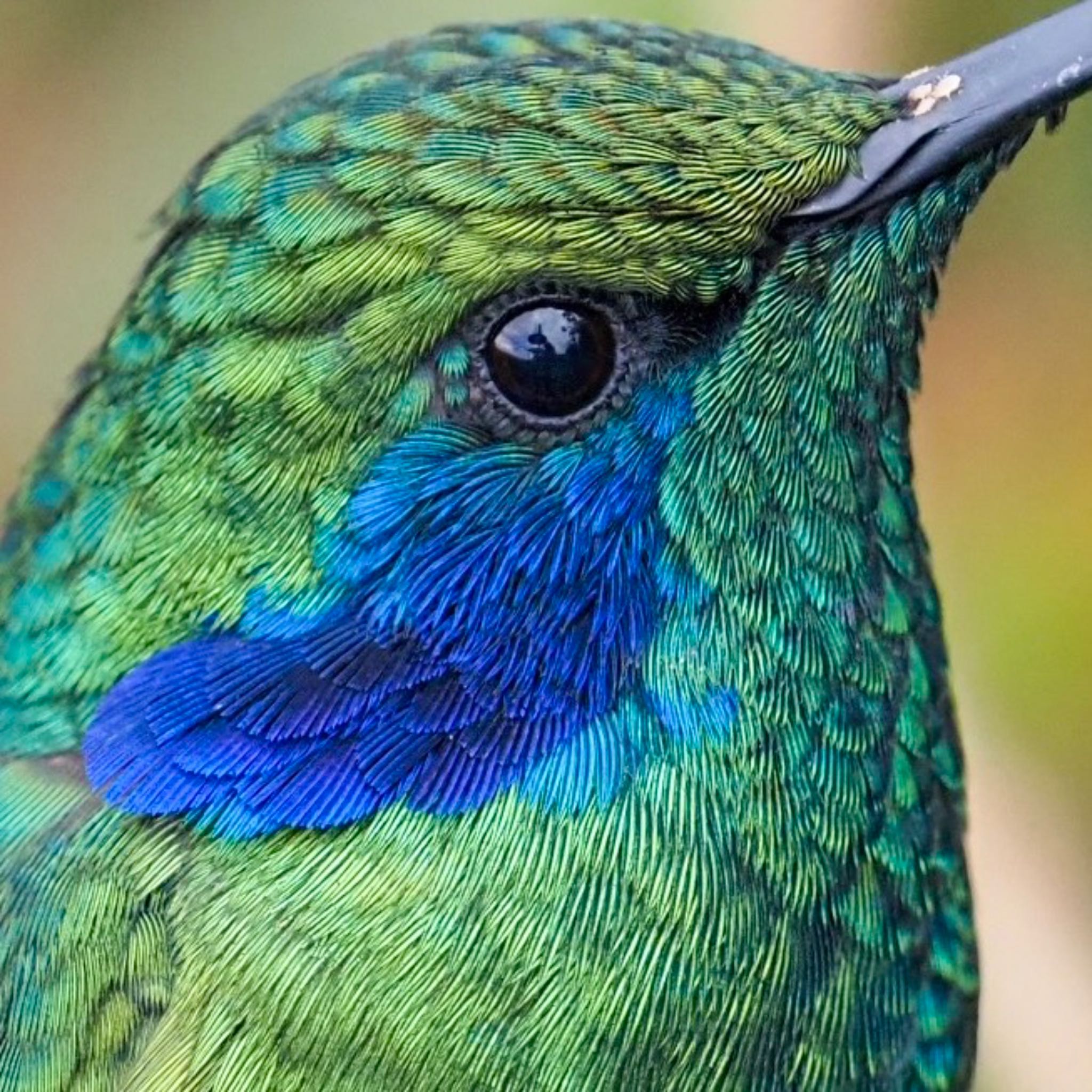 Photo of Mexican Violetear at コスタリカ by okamooo