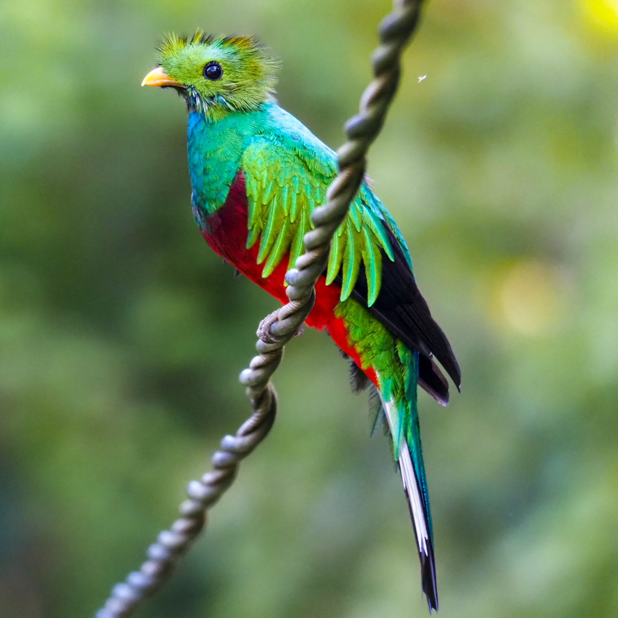 Resplendent Quetzal