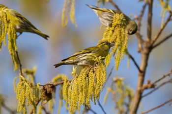 Eurasian Siskin Yatoyama Park Fri, 4/17/2015