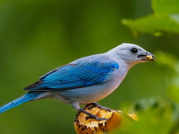 Blue-grey Tanager コスタリカ Tue, 9/3/2019