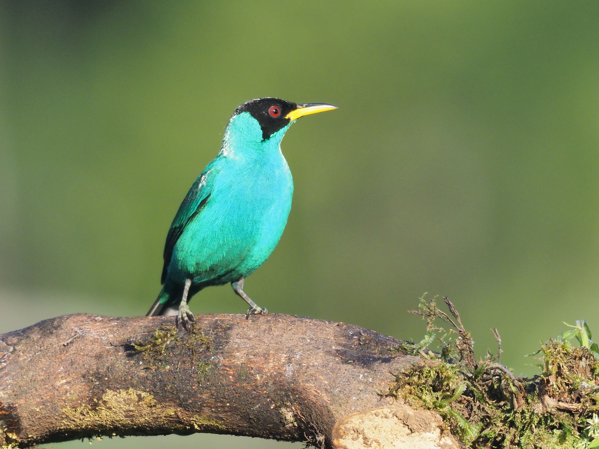 Photo of Green Honeycreeper at コスタリカ by okamooo