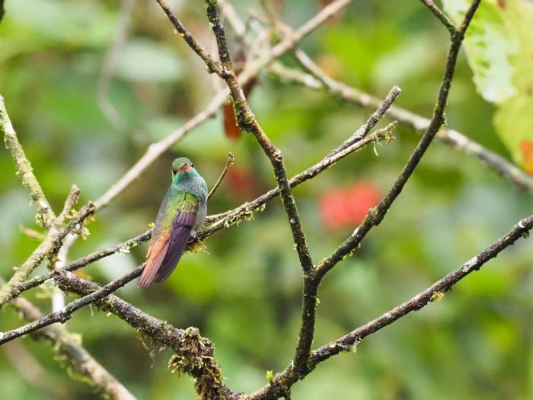 Rufous-tailed Hummingbird