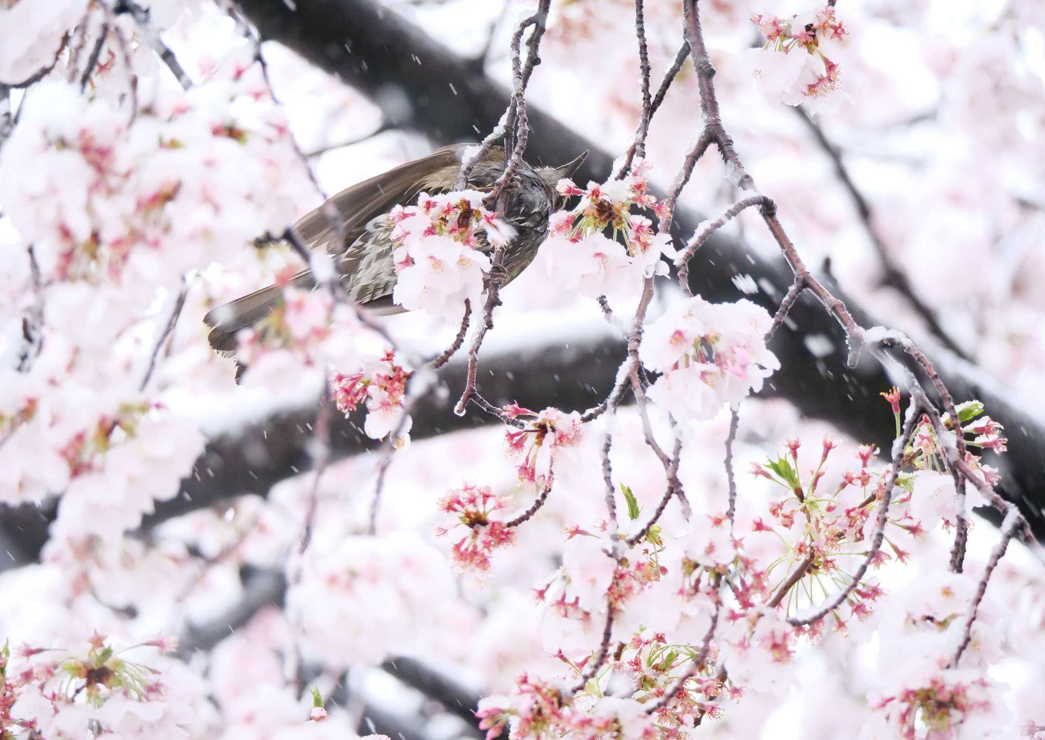 黒目川 ヒヨドリの写真 by Rothlega