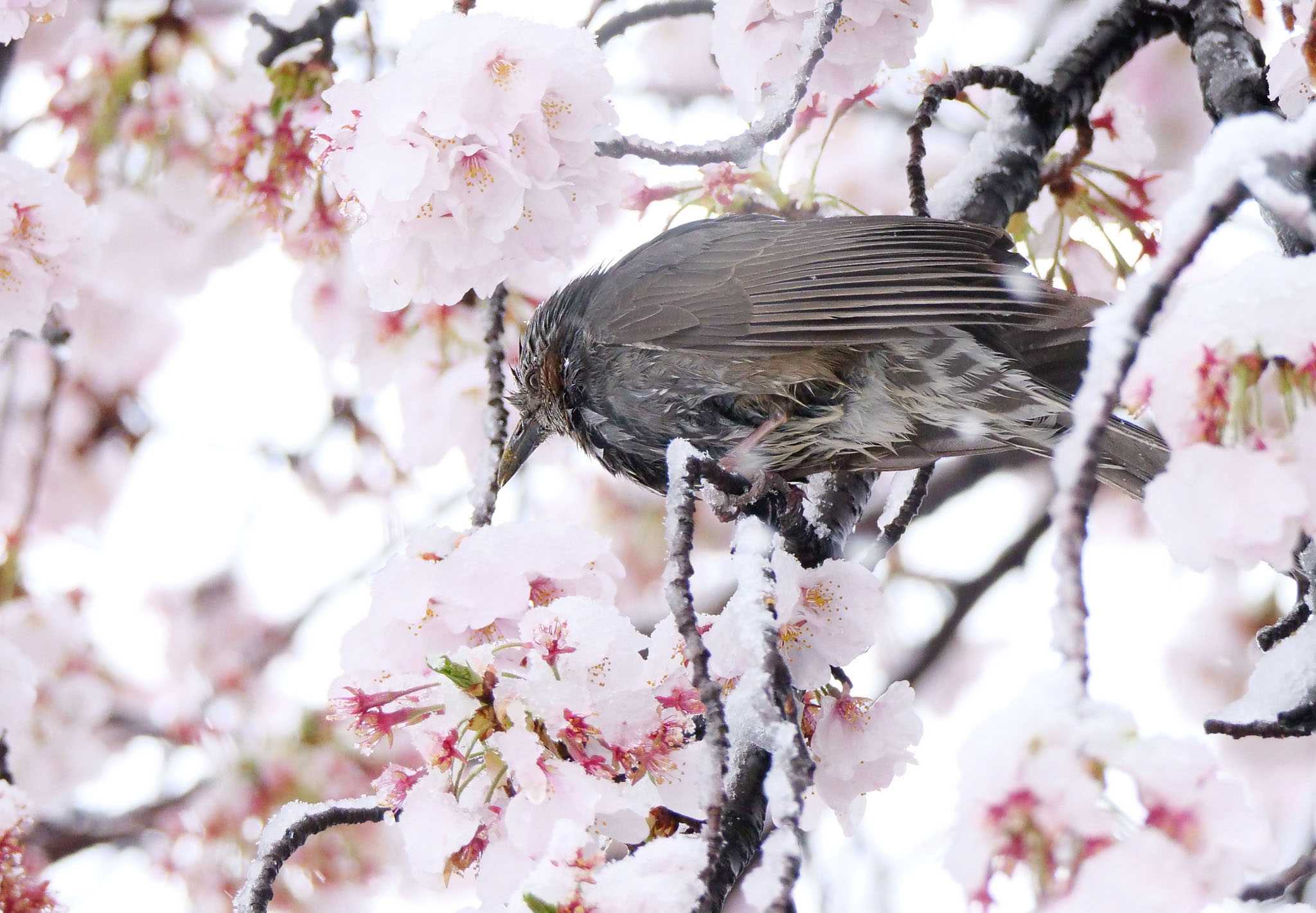 雪桜にヒヨ by Rothlega